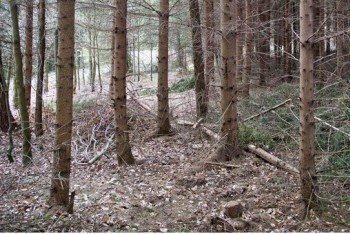 Na boj proti suchu v lesích dá kraj letos takřka 7,3 milionu korun