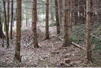 Na boj proti suchu v lesích dá kraj letos takřka 7,3 milionu korun